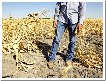 corn-drought